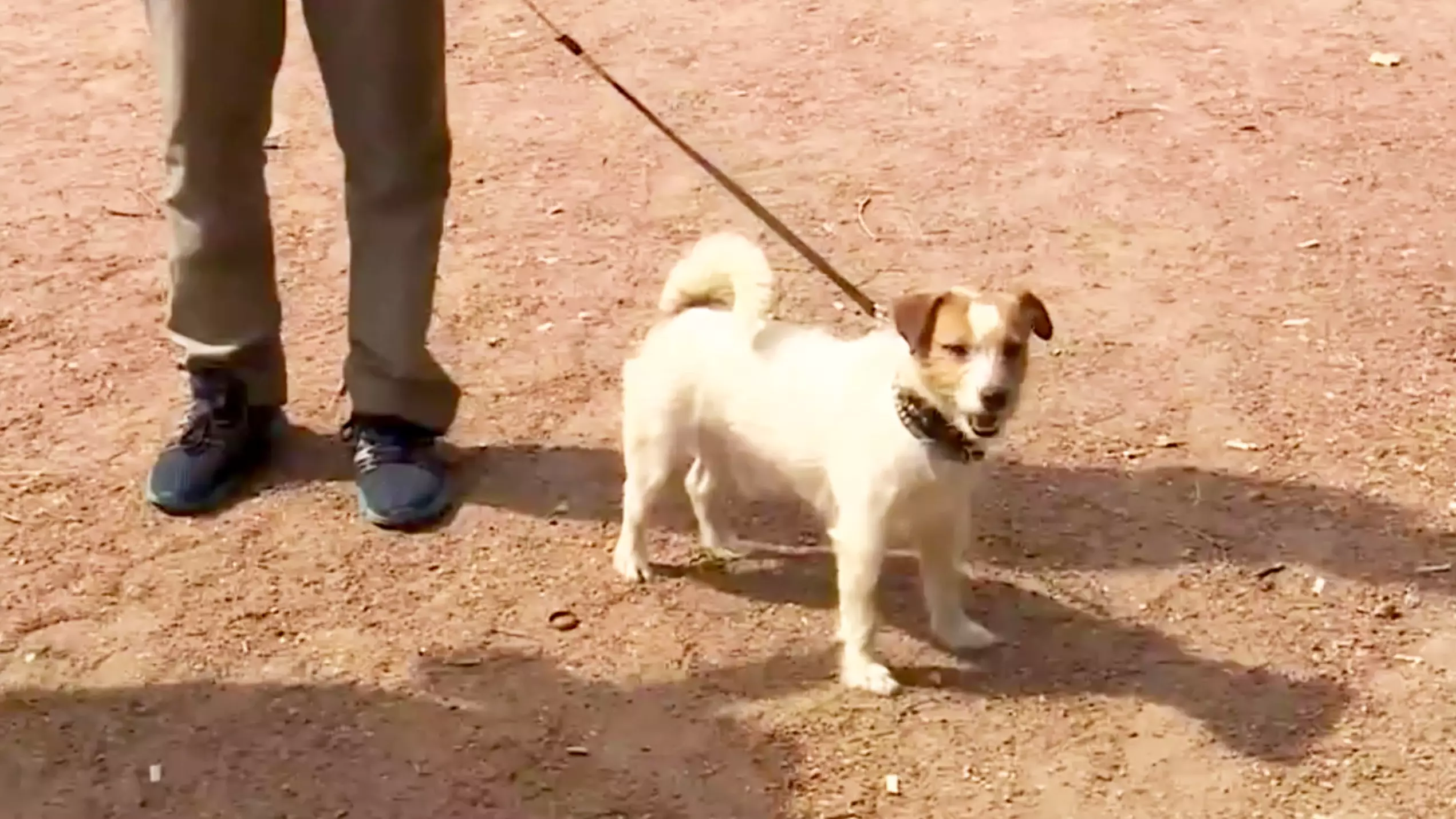 Hero Jack Russell Finds Tiny Baby Abandoned In Bushes
