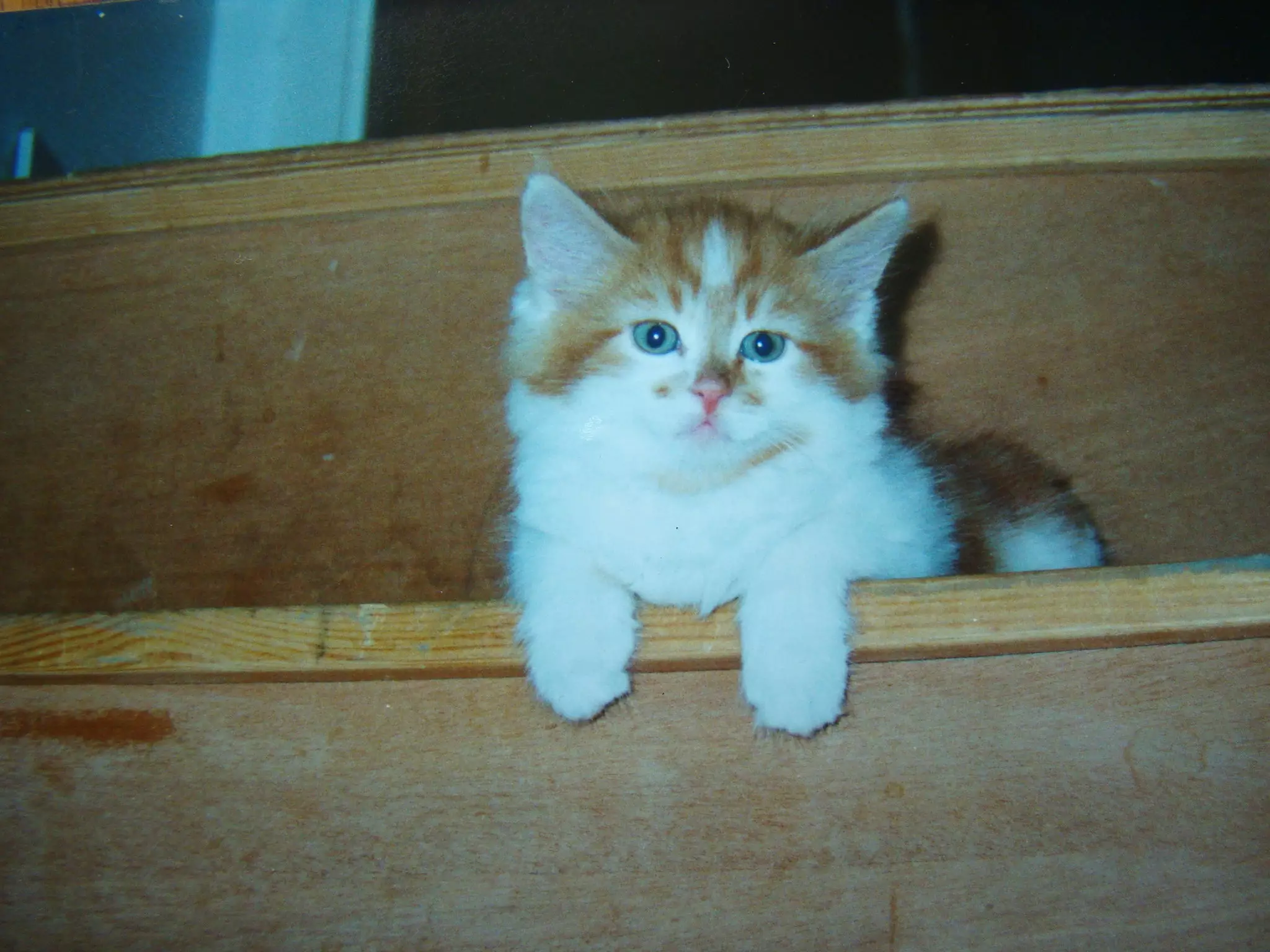 Rubble when he was a kitten.