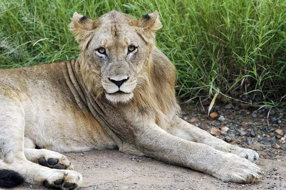A male lion rests in Kruger National Park.