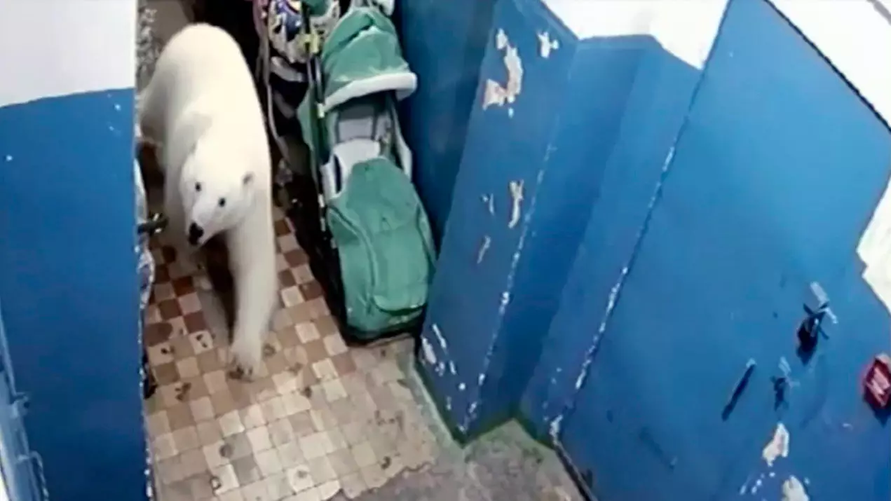 More Than 50 Polar Bears Invade Russian Town Causing A State Of Emergency 