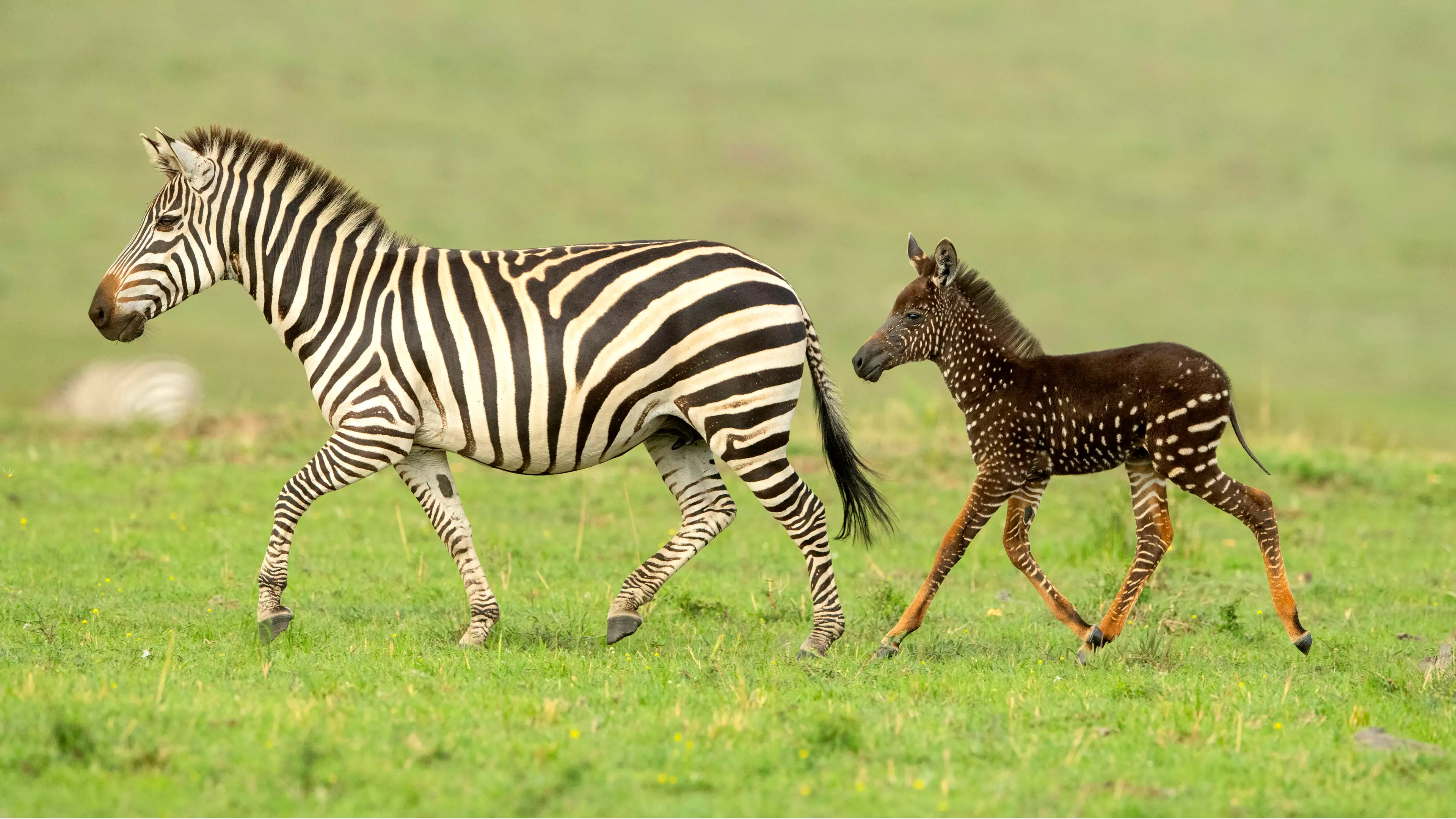 Rare Spotted Zebra Photographed At Kenyan Wildlife Reserve