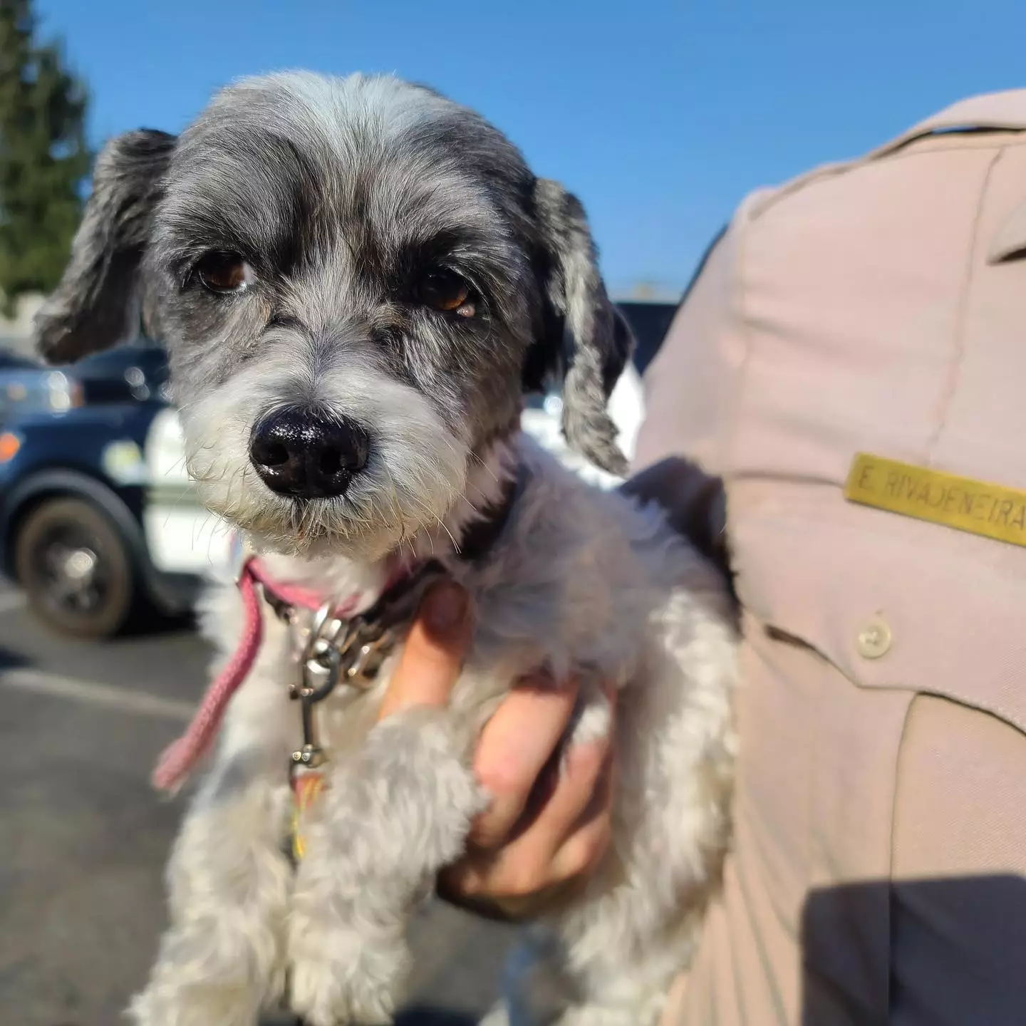 Little Boomer had to be saved from a hot car by a passer-by.