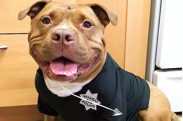 This Dog Can’t Stop Smiling After Being Rescued And Loved