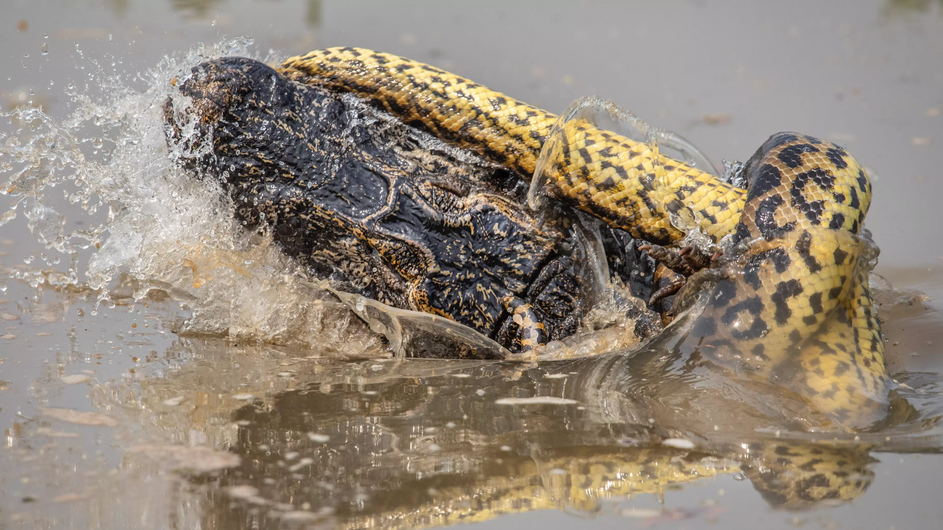 Huge 29ft Anaconda Kills Crocodile In Dramatic Fight To The Death