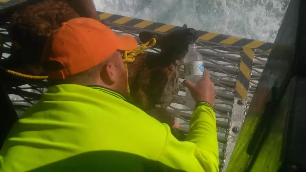 Fishermen Rescue Kangaroo Found Nearly A Kilometre Out To Sea