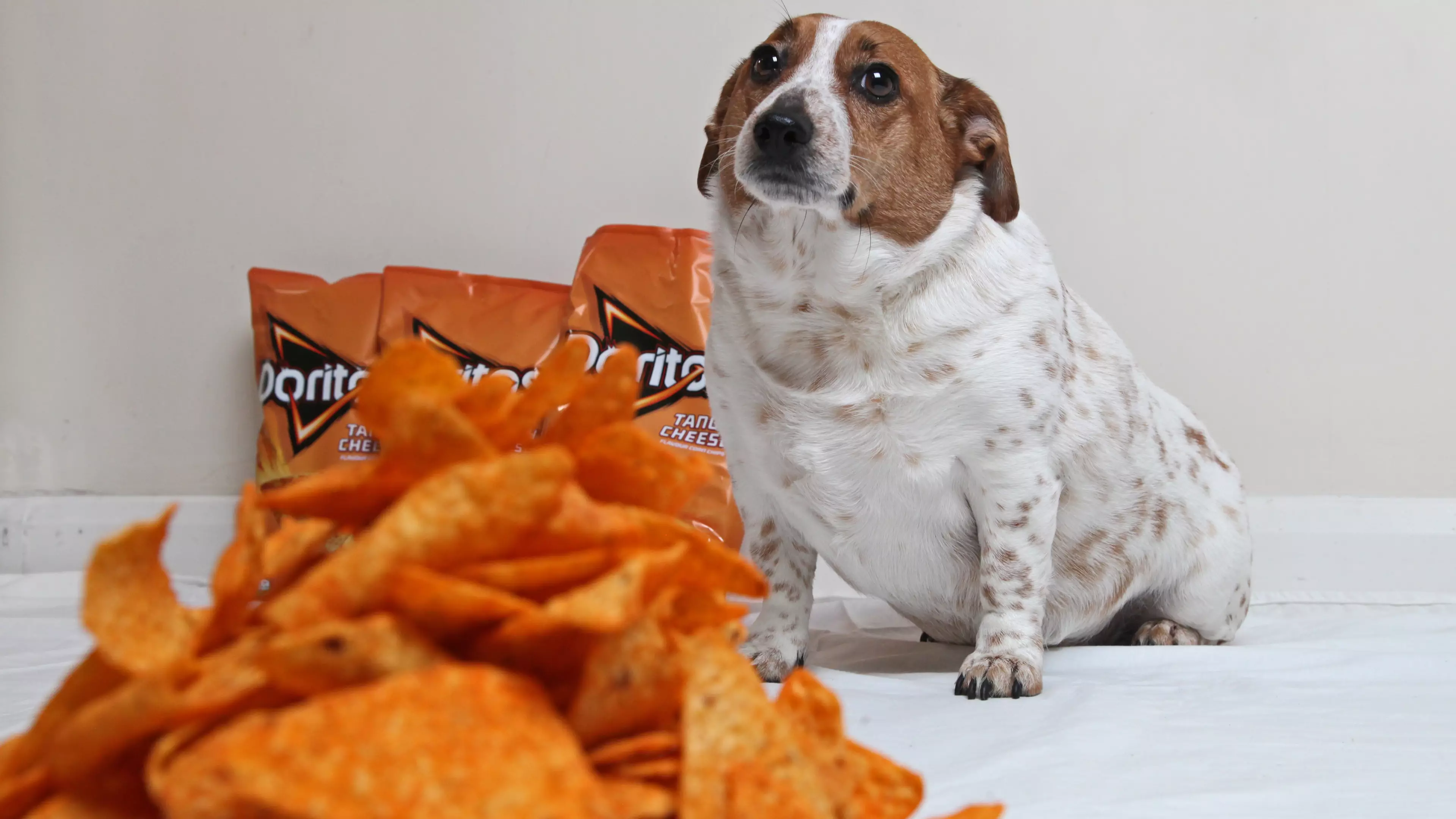 Dog Ballooned To Almost Double Normal Weight After Gorging On Cheesy Doritos 
