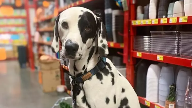 Calls Grow For Bunnings To Ban All Dogs After Pet Was Mauled To Death