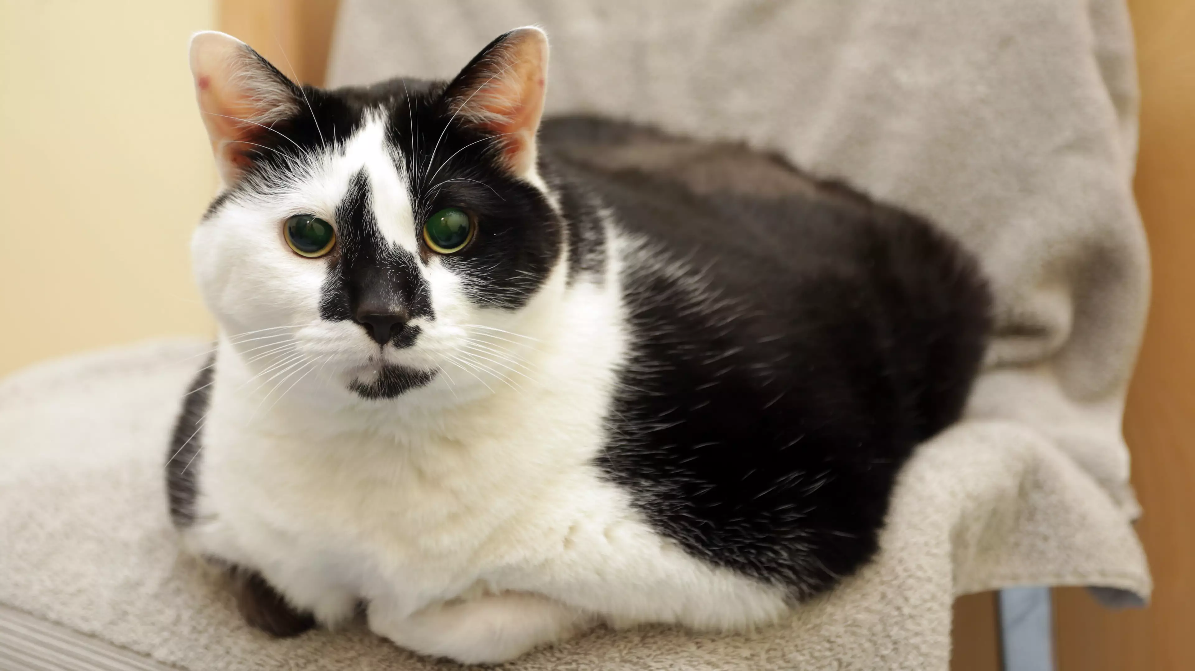 Fat Cat Dumped At Shelter After Her Owners Couldn't Cope With Her Anymore