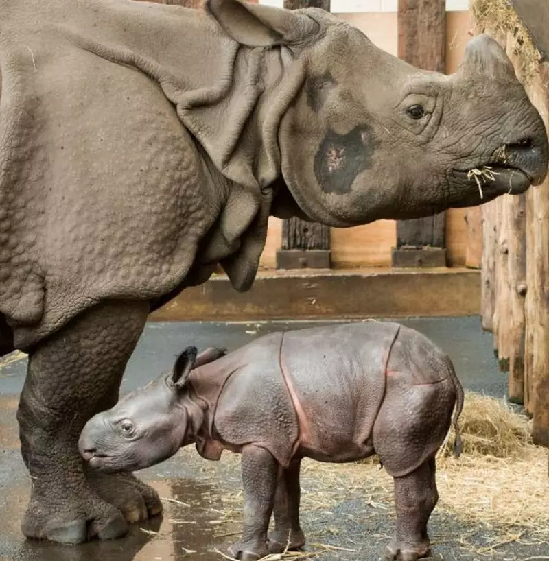 Mum Seto and the new Indian rhino calf are said to be "bonding well together" (