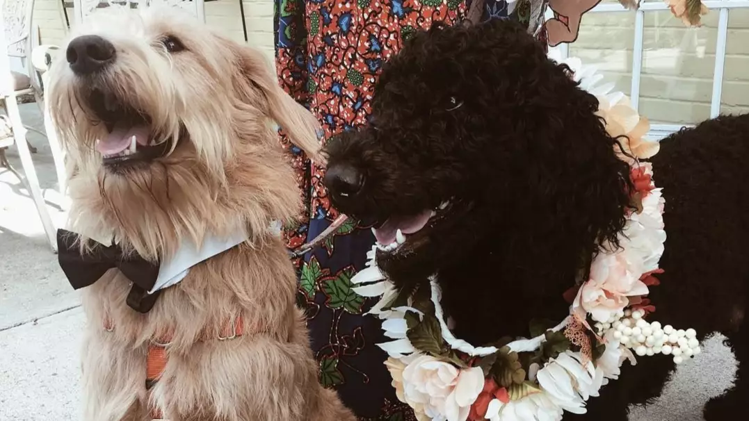 Two Pooches Tie The Knot In Adorable Dog Wedding Ceremony