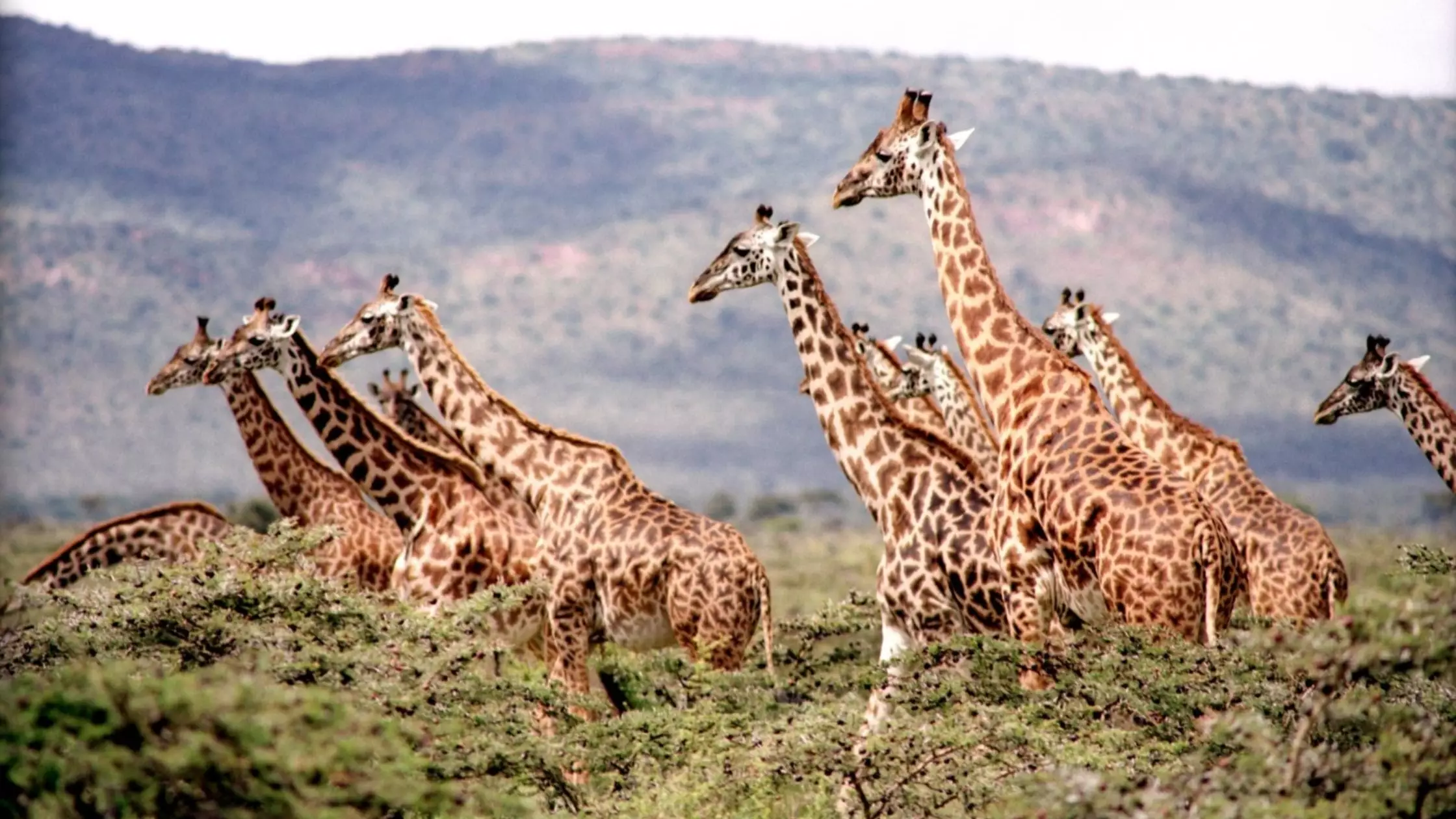Giraffes Are Facing 'Silent Extinction' And We Need To Act Now