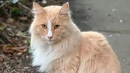 Cat Named Mittens Is In The Running To Become New Zealander Of The Year