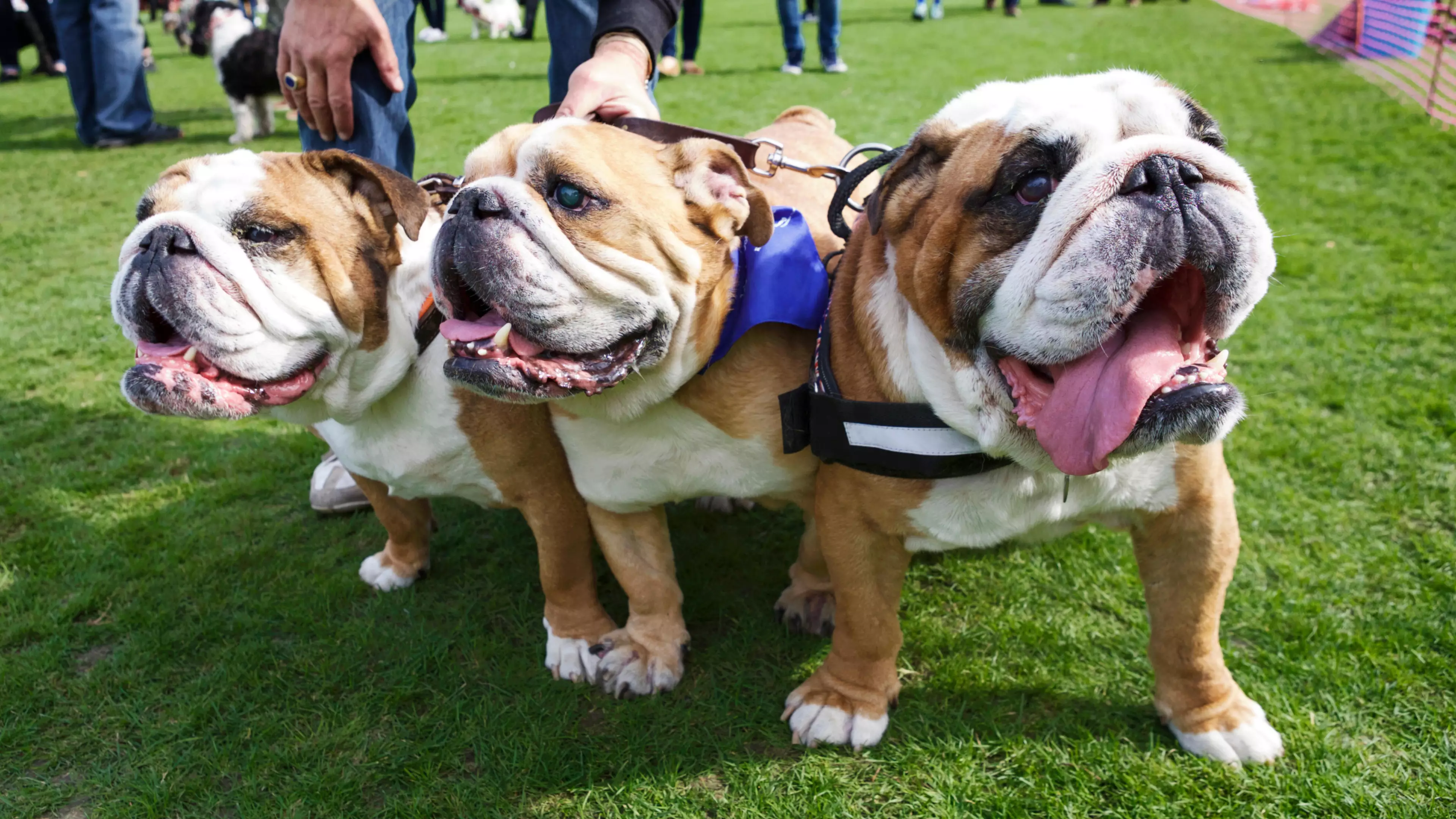 ​Norway Outlaws Breeding Of British Bulldogs And Cavalier King Charles Spaniels