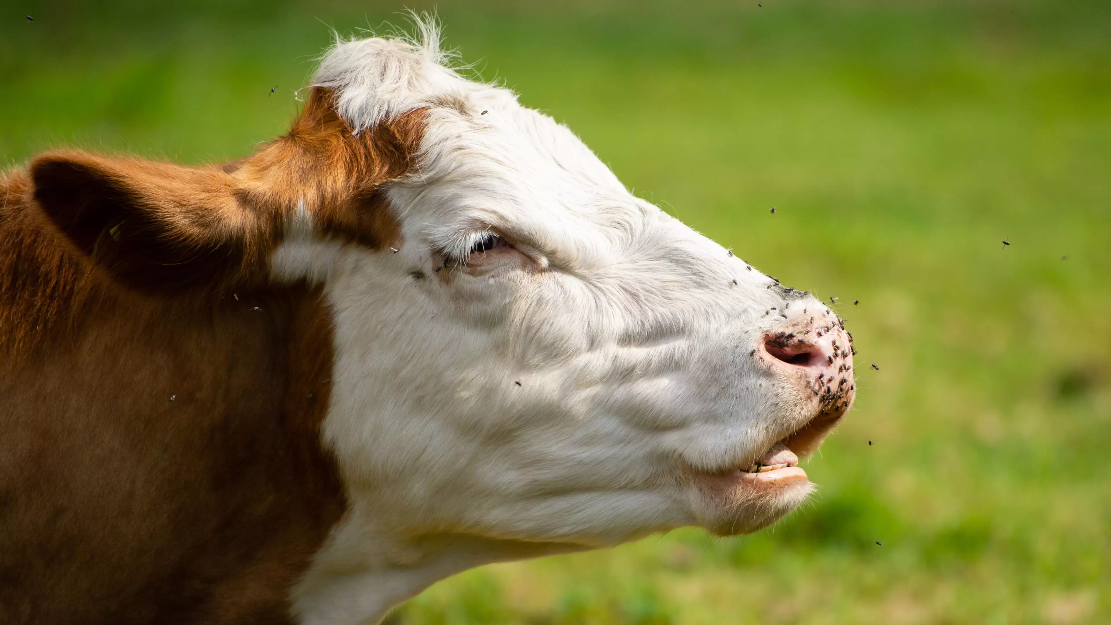 Property Owner Cops Noise Complaint From Neighbour About Cows Mooing Too Loud 