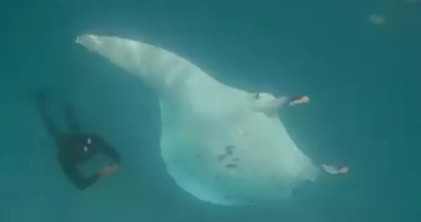 The manta ray looked as though it approached the diver for help.