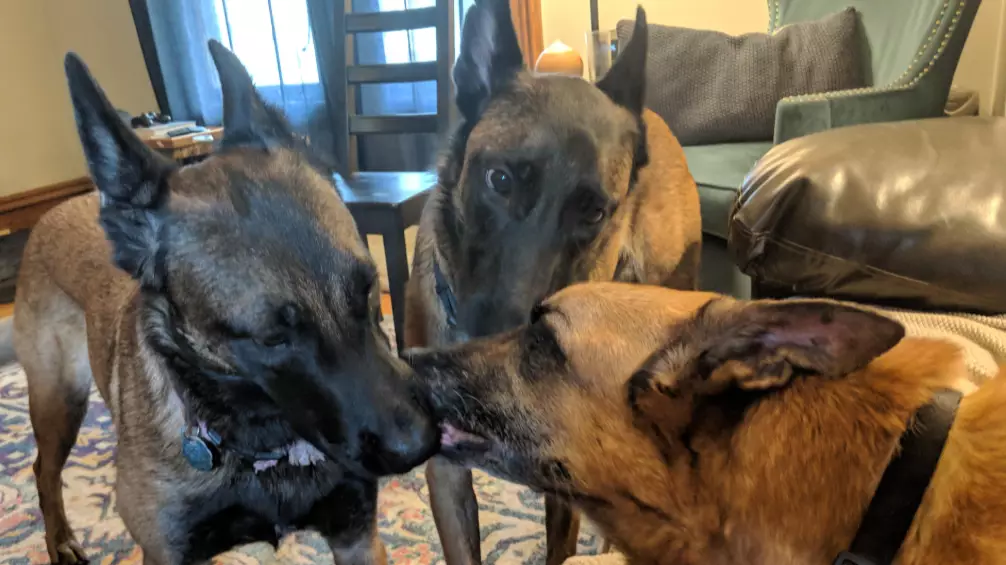 Suspecting Dogs Give Kisses To Their Brother Dog Who Is Getting Put Down