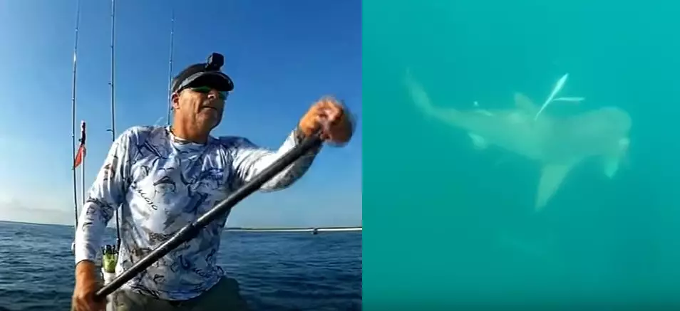 Battle Of The Ocean: Watch One Shark Destroy Another