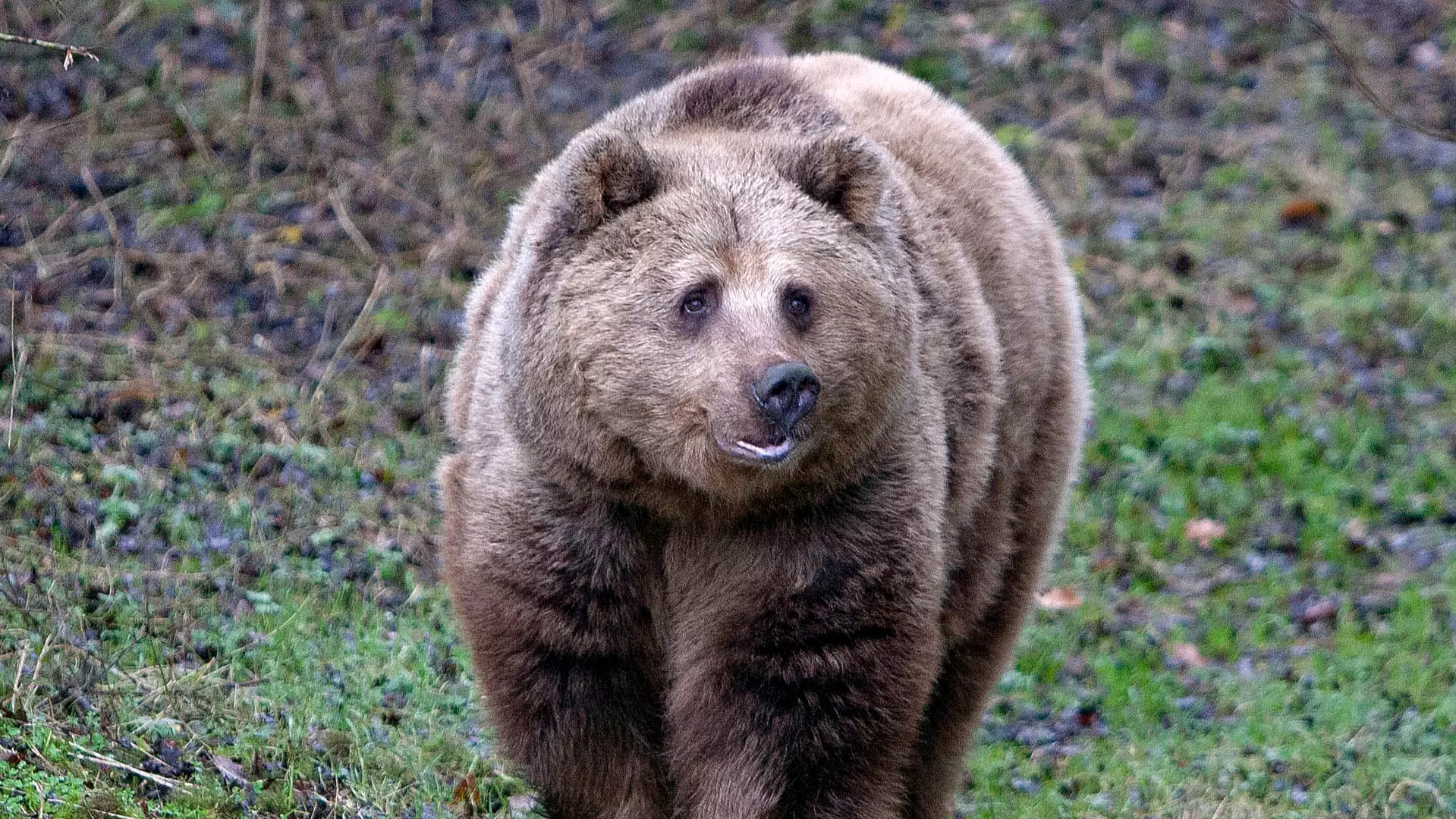 Two Brown Bears Shot And Killed At Zoo After Escaping Enclosure 