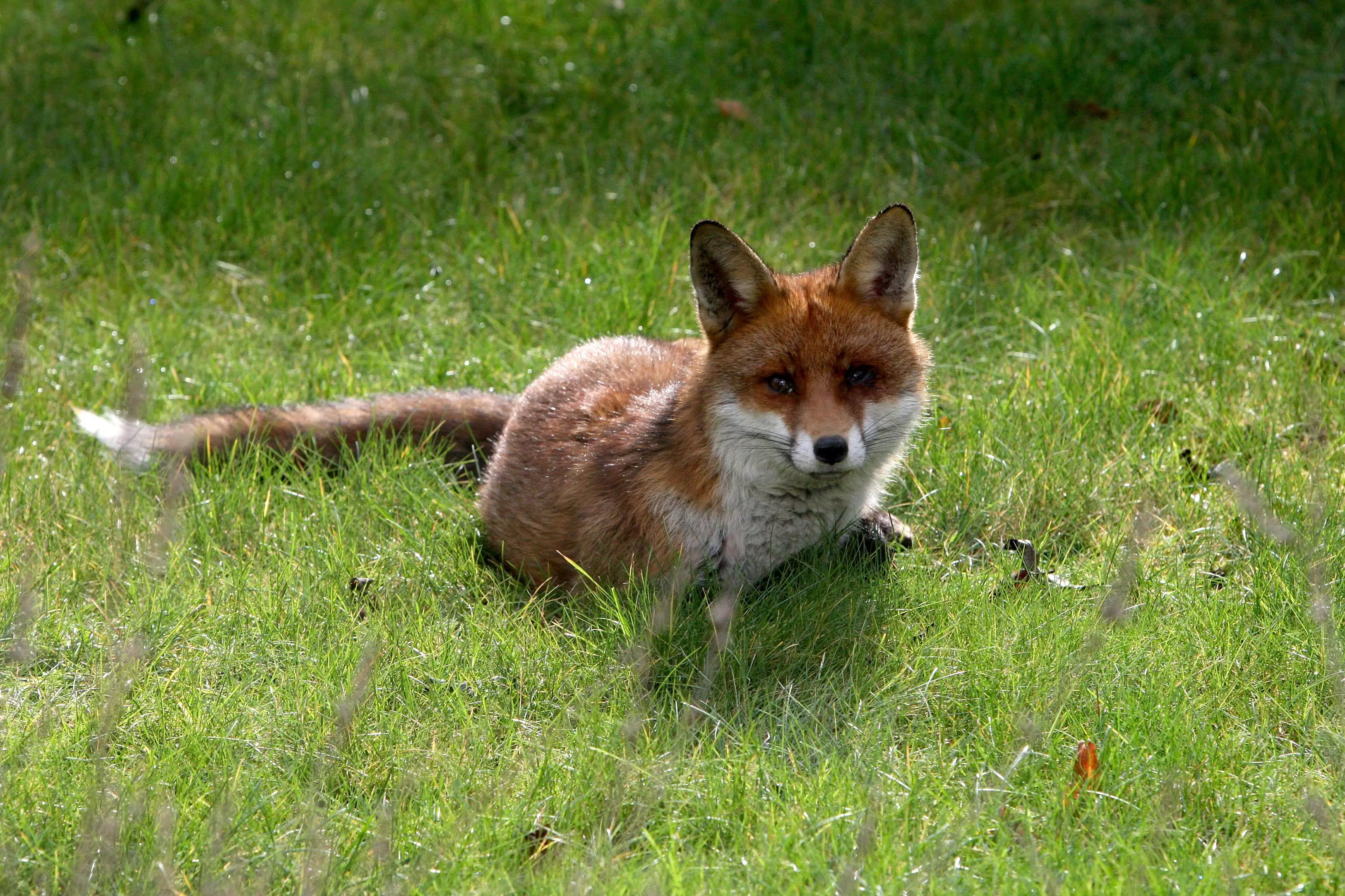 A fox (not this one) got into the hen house through an automatic door, which closed behind it.
