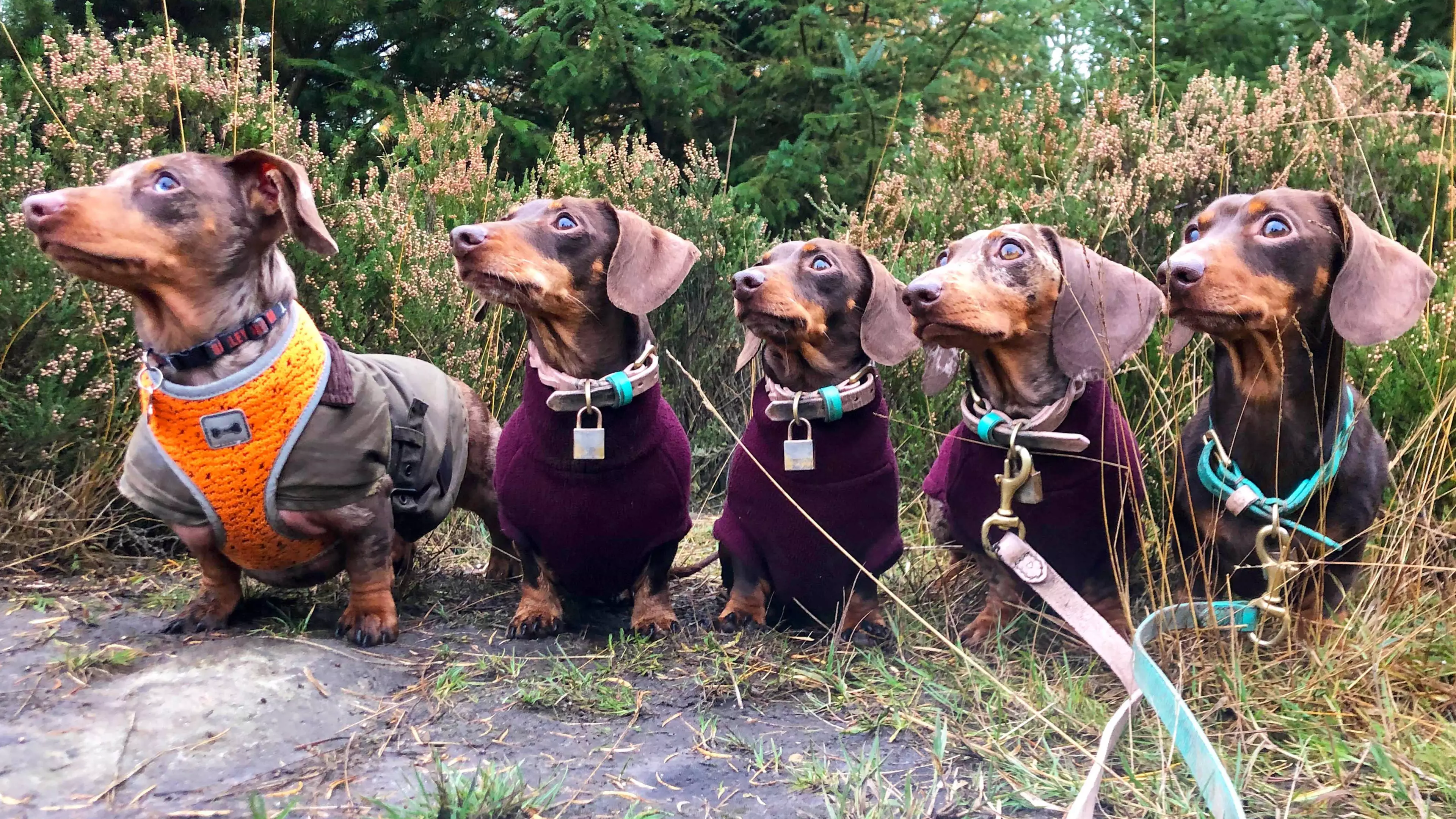 This Sausage Squad Is So Sassy It Is Now Insta-Famous
