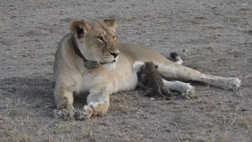 This Is The Heartwarming Moment A Lioness Nurses A Leopard Baby