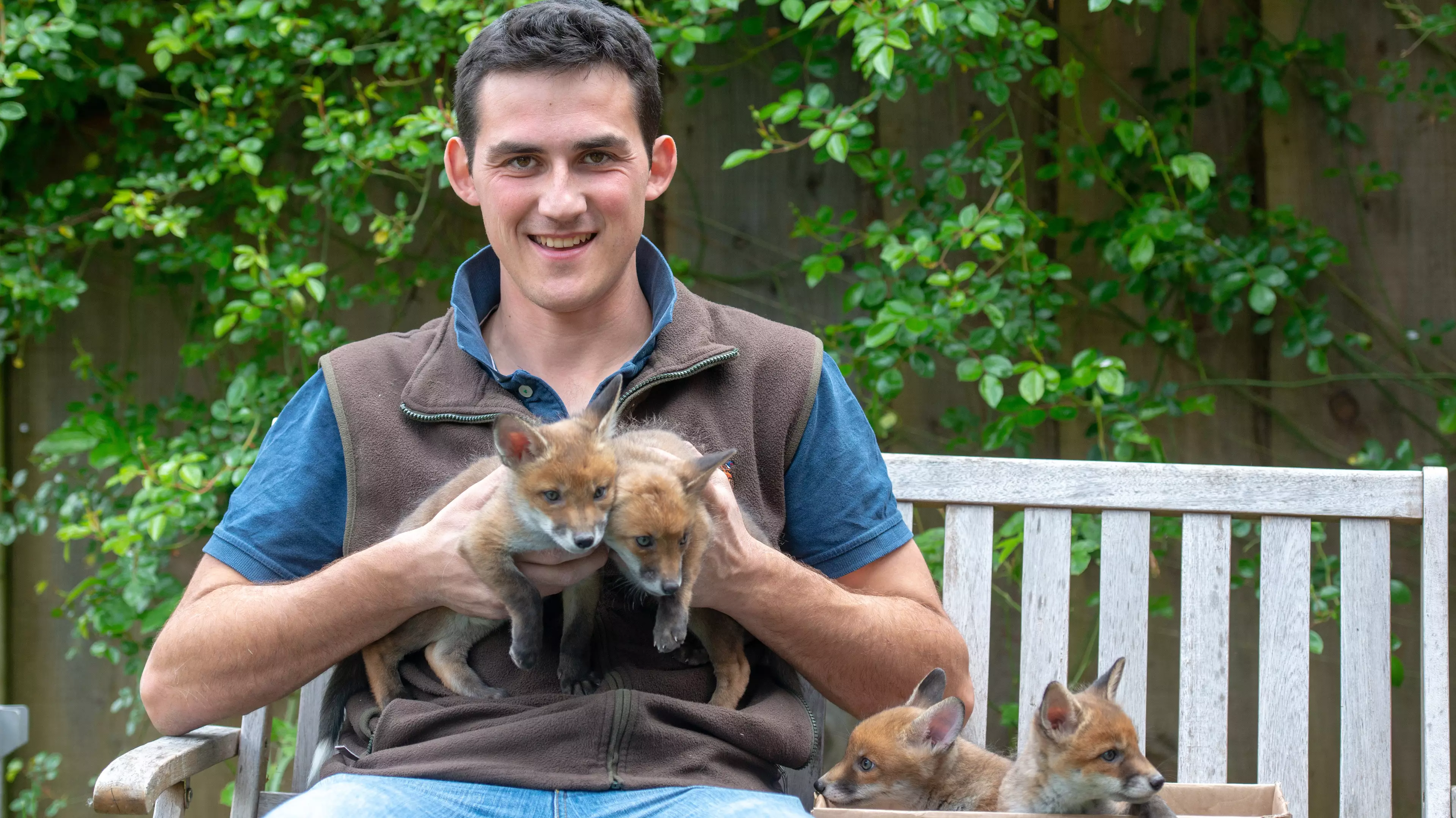 Man Saves Four Fox Cubs By Carrying Out Emergency C-Section