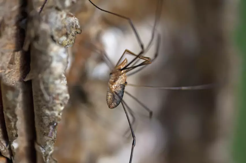 Experts say the daddy long legs should be gone from our homes by October (