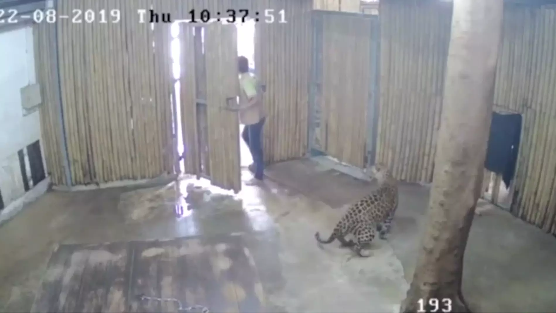 Boy, 2, Mauled By Leopard At Safari Park In Thailand 