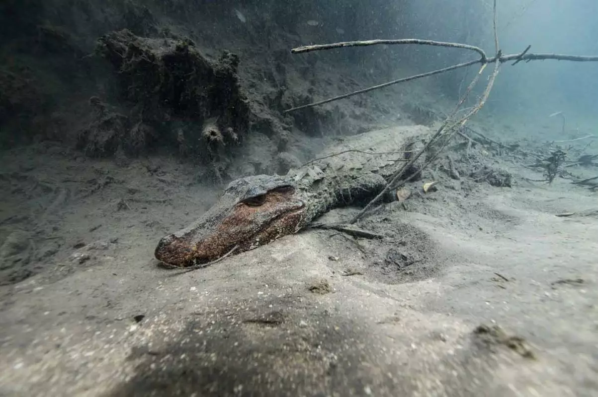The caiman crocodile.