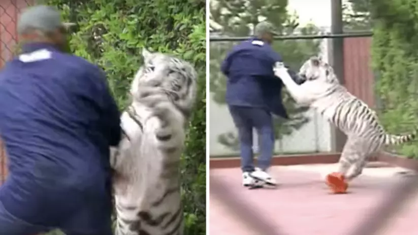 Video Of Mike Tyson Wrestling His Bengal Tiger Is Everything You'd Imagine