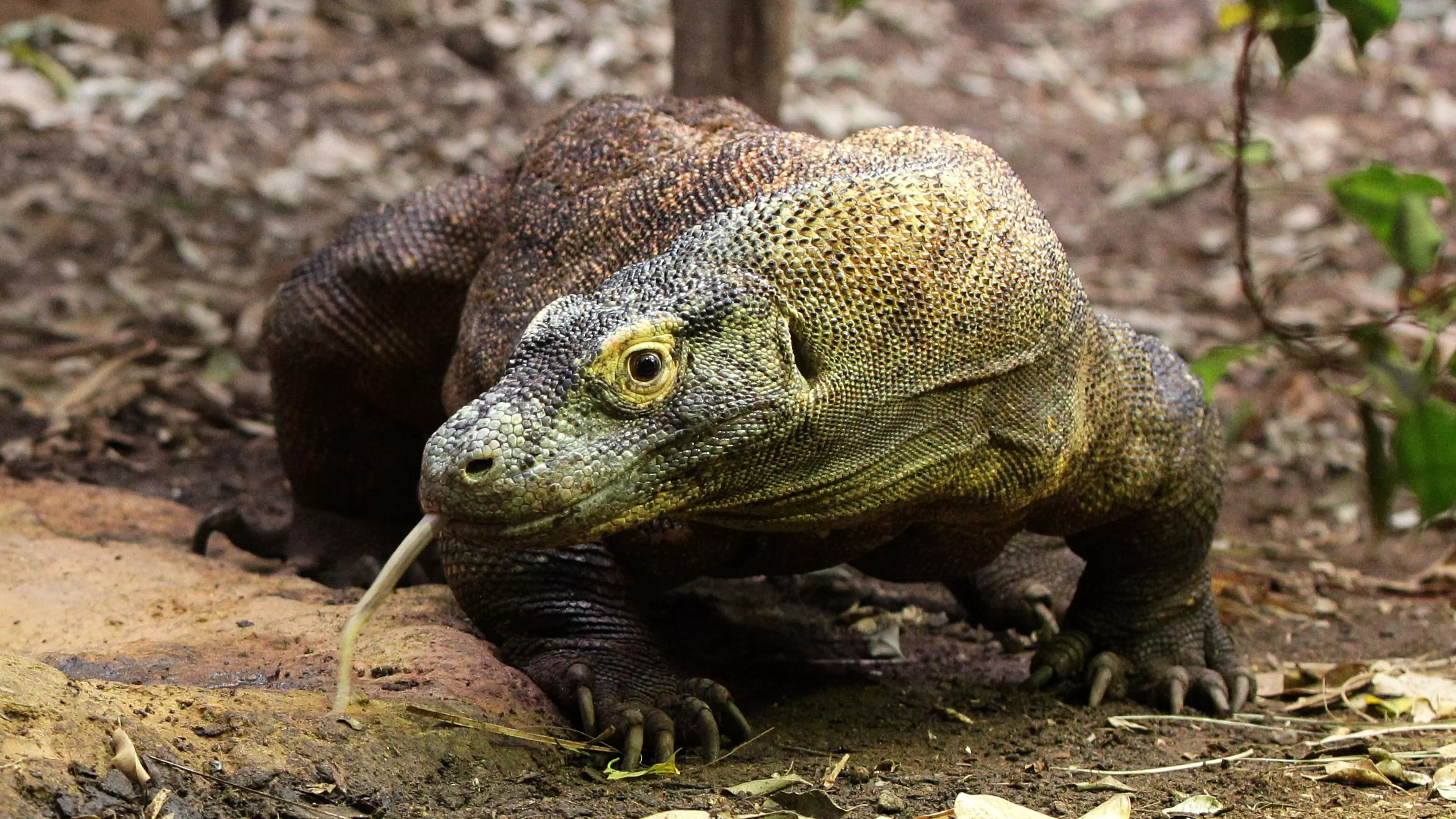 Indonesian Governor Suggests Genetically Engineering Komodo Dragons To Make Them Bigger 