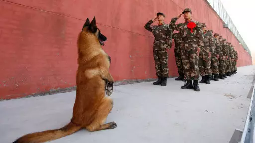 Army Dog Stands To 'Salute' As His Handler Retires From Duty