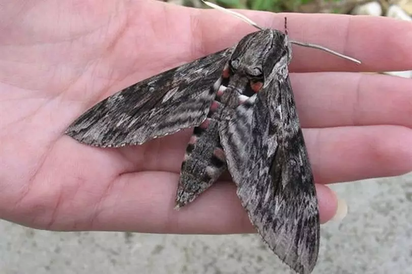Giant moths are coming to the UK