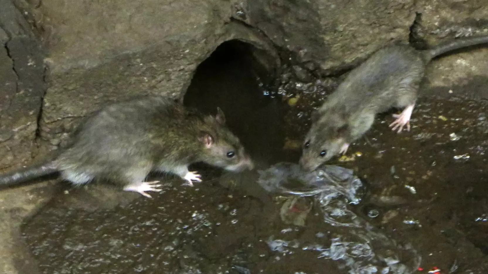 Americans Have Been Warned About A Rise In 'Aggressive' Rats