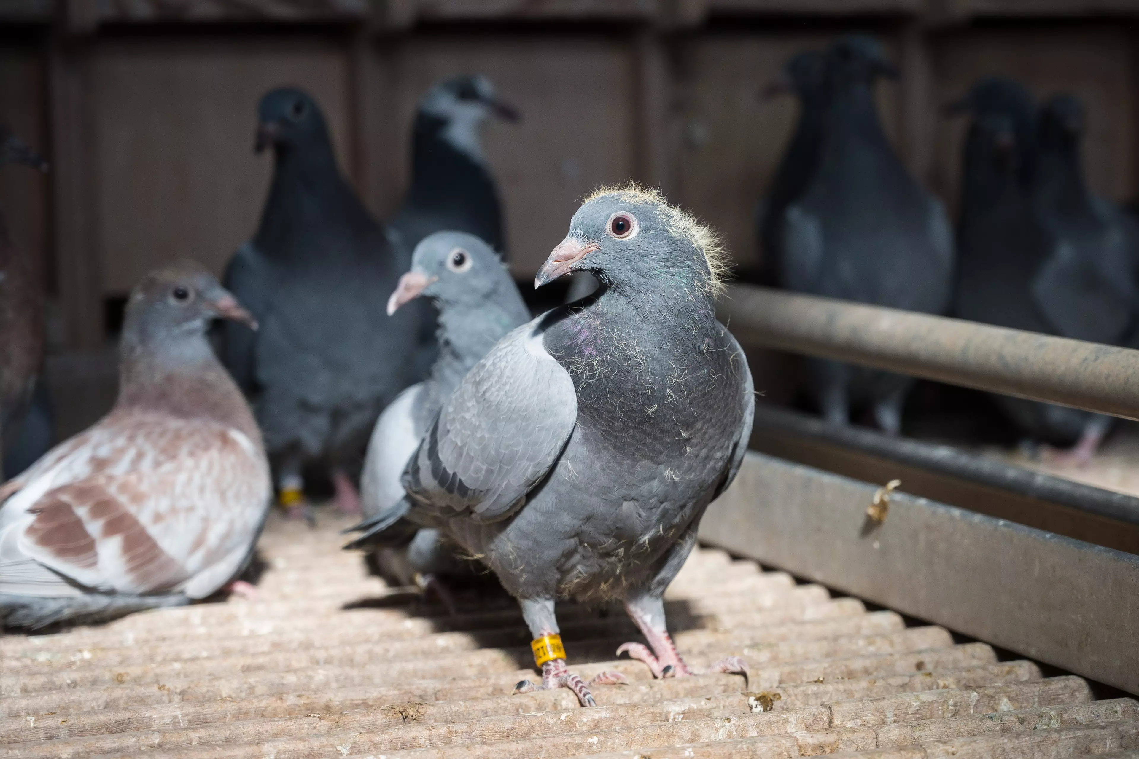 News of their fallen comrade filters through to the pigeon community.