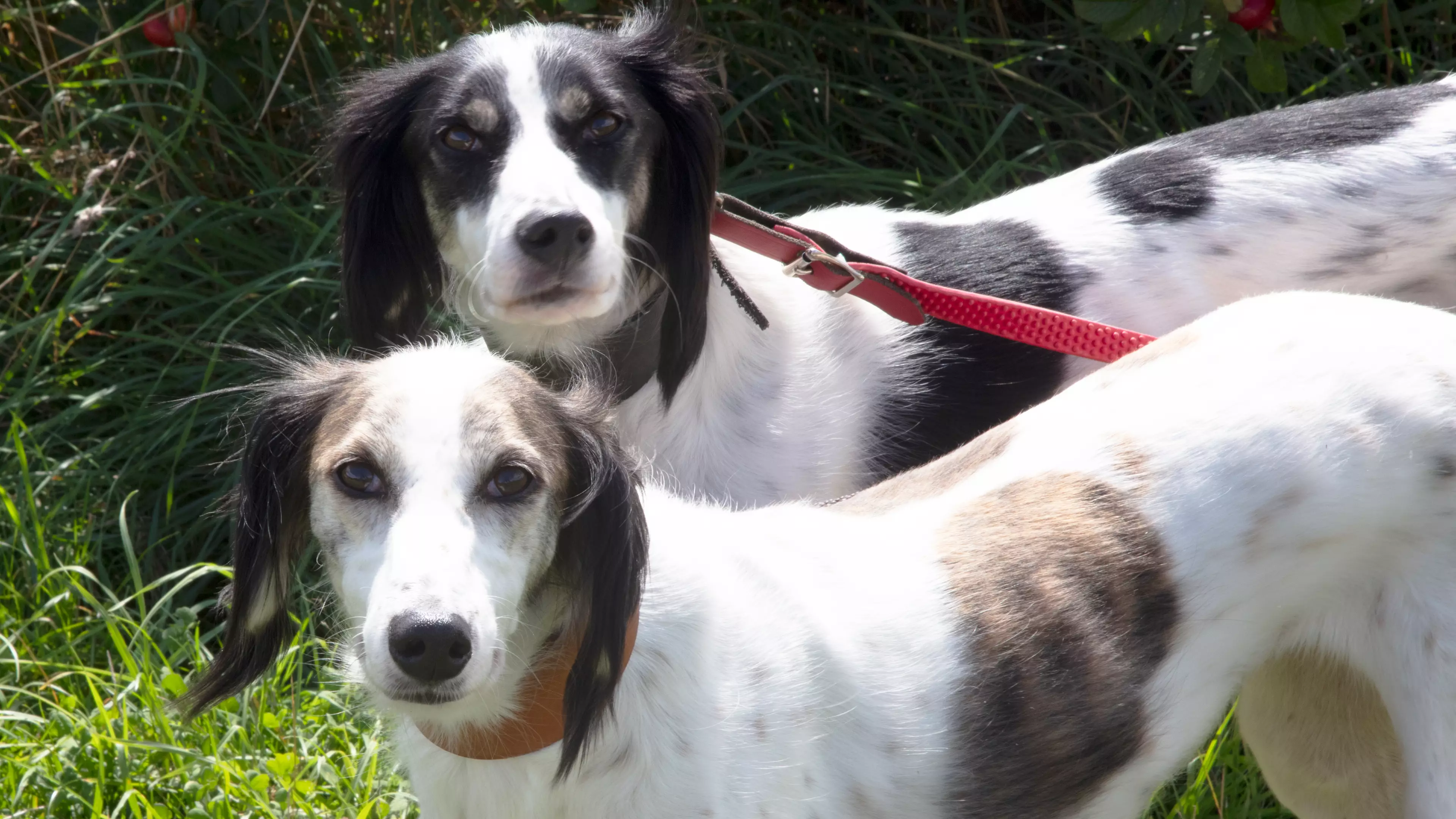 Nation's Most Inseperable 'Lovedogs' Looking For Their Forever Home