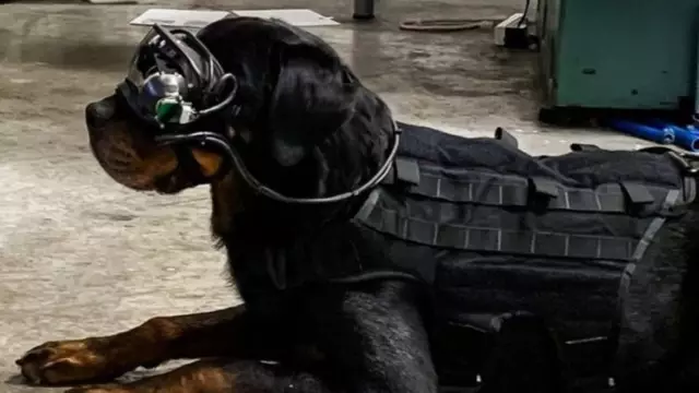 US Army Is Trialling Augmented Reality Goggles On Dogs