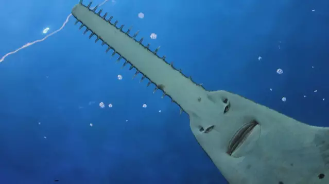Sawfish Look Like 'They're Not Buying Your B*llshit Excuses'