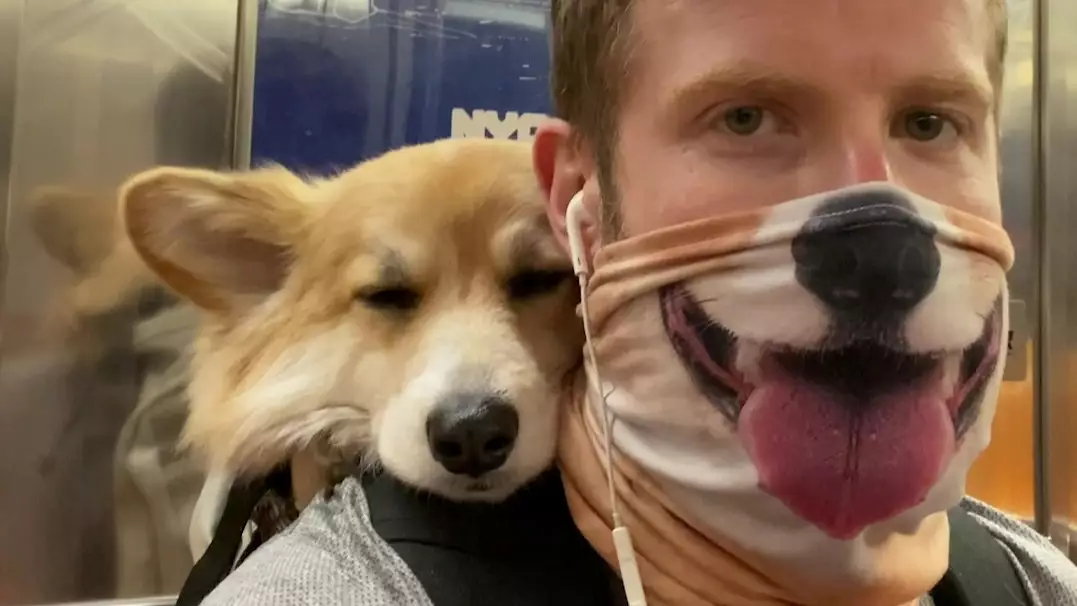 Adorable Corgi Rides In Her Owner's Backpack Wherever He Goes
