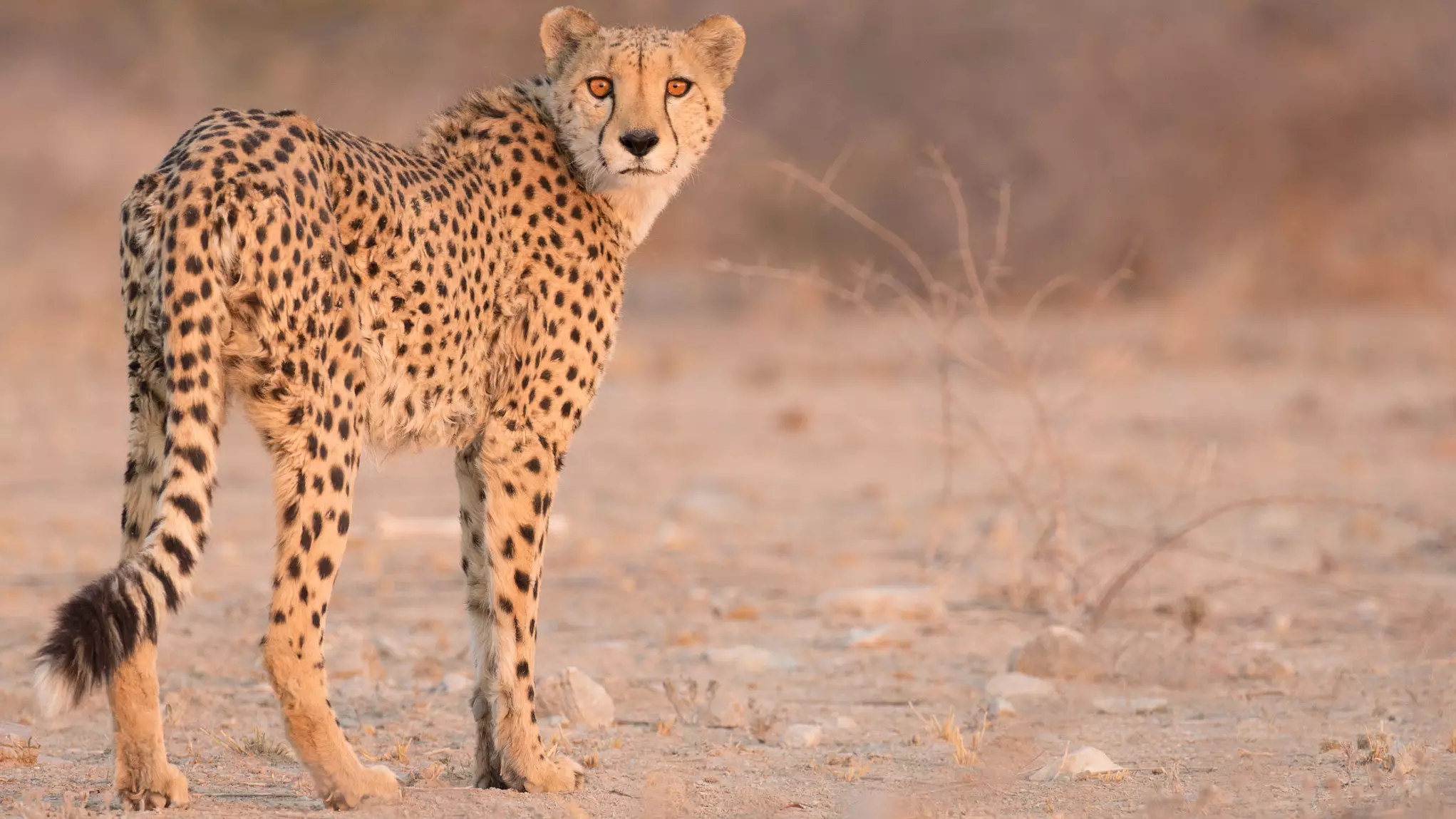 Cheetahs Could Go Extinct In Eastern Africa Because They're Being Sold As Pets