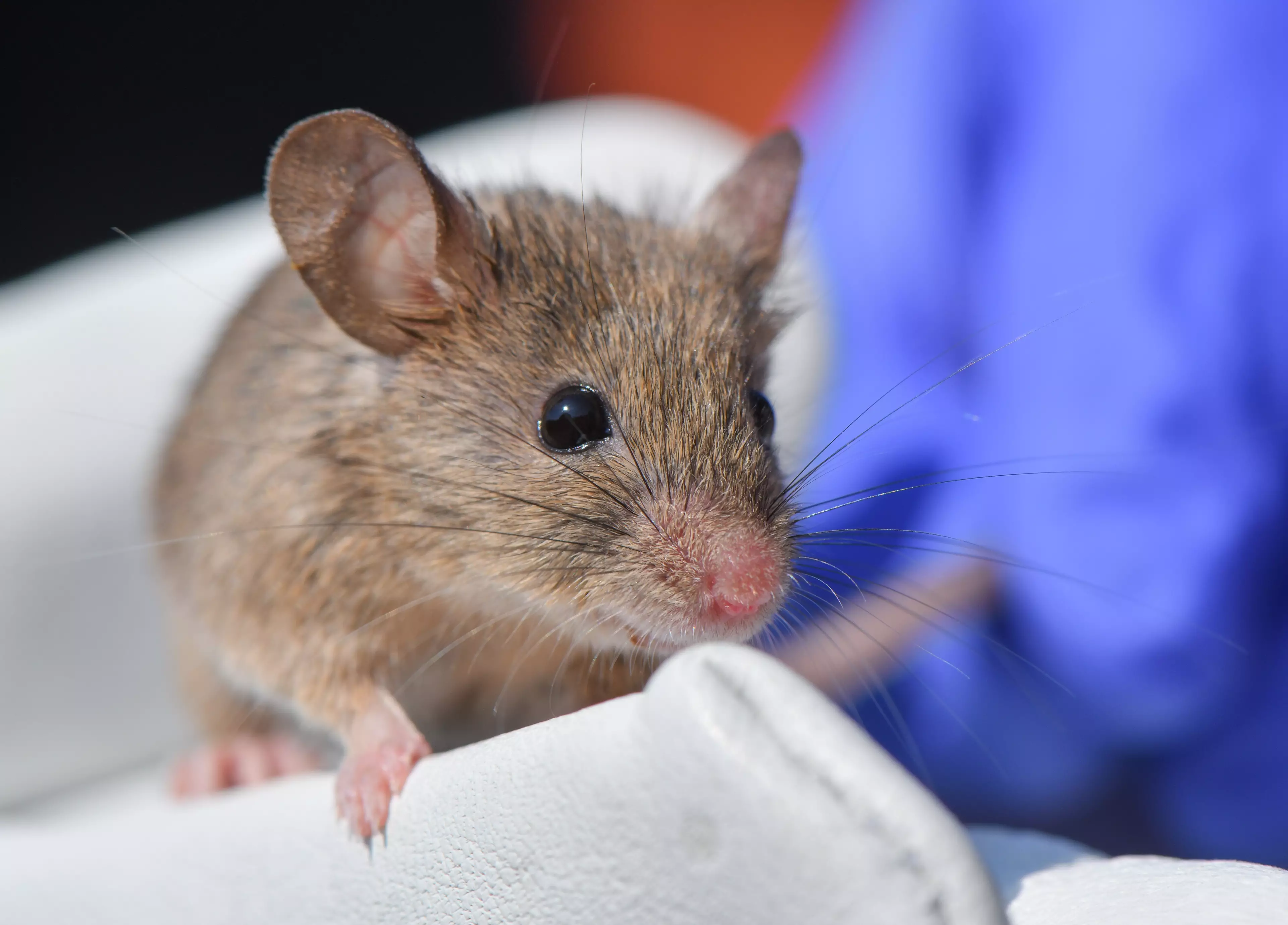 Scientists successfully cured mice of cervical cancer