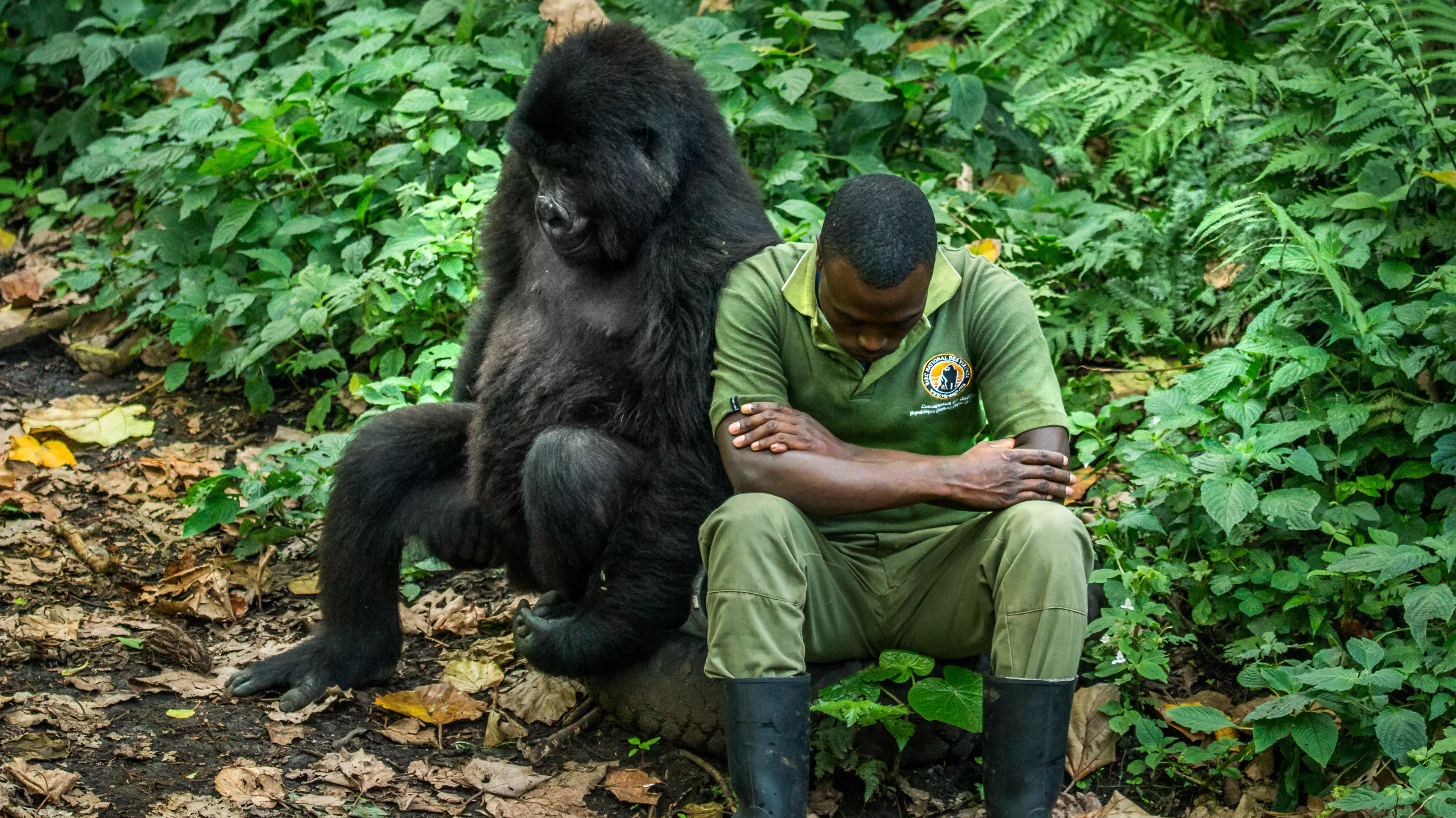 Photographer Captures Adorable Moment A Gorilla Hugs Her Keeper 