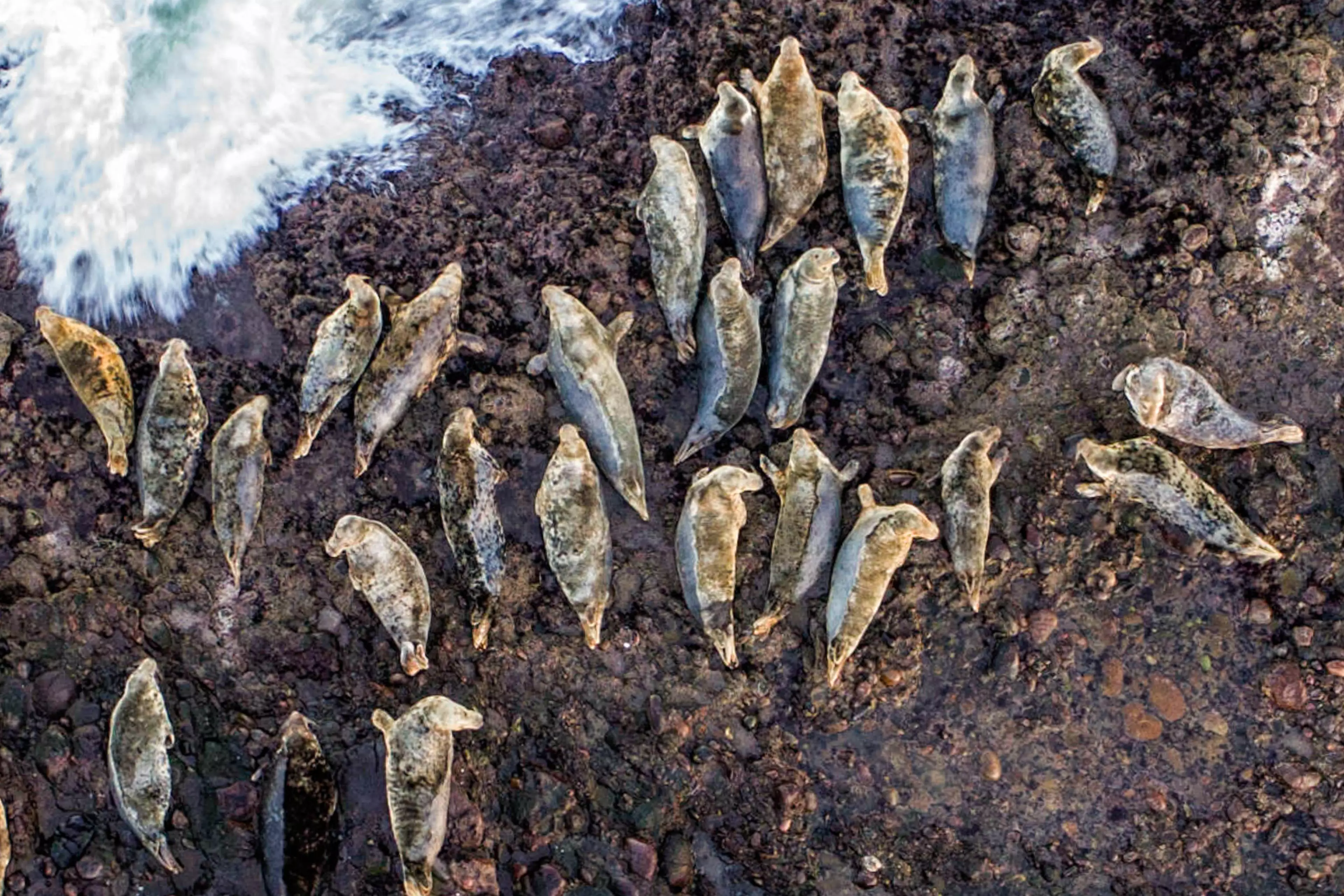 Stunning Photo Shows Dozens of Seals On Scottish Island