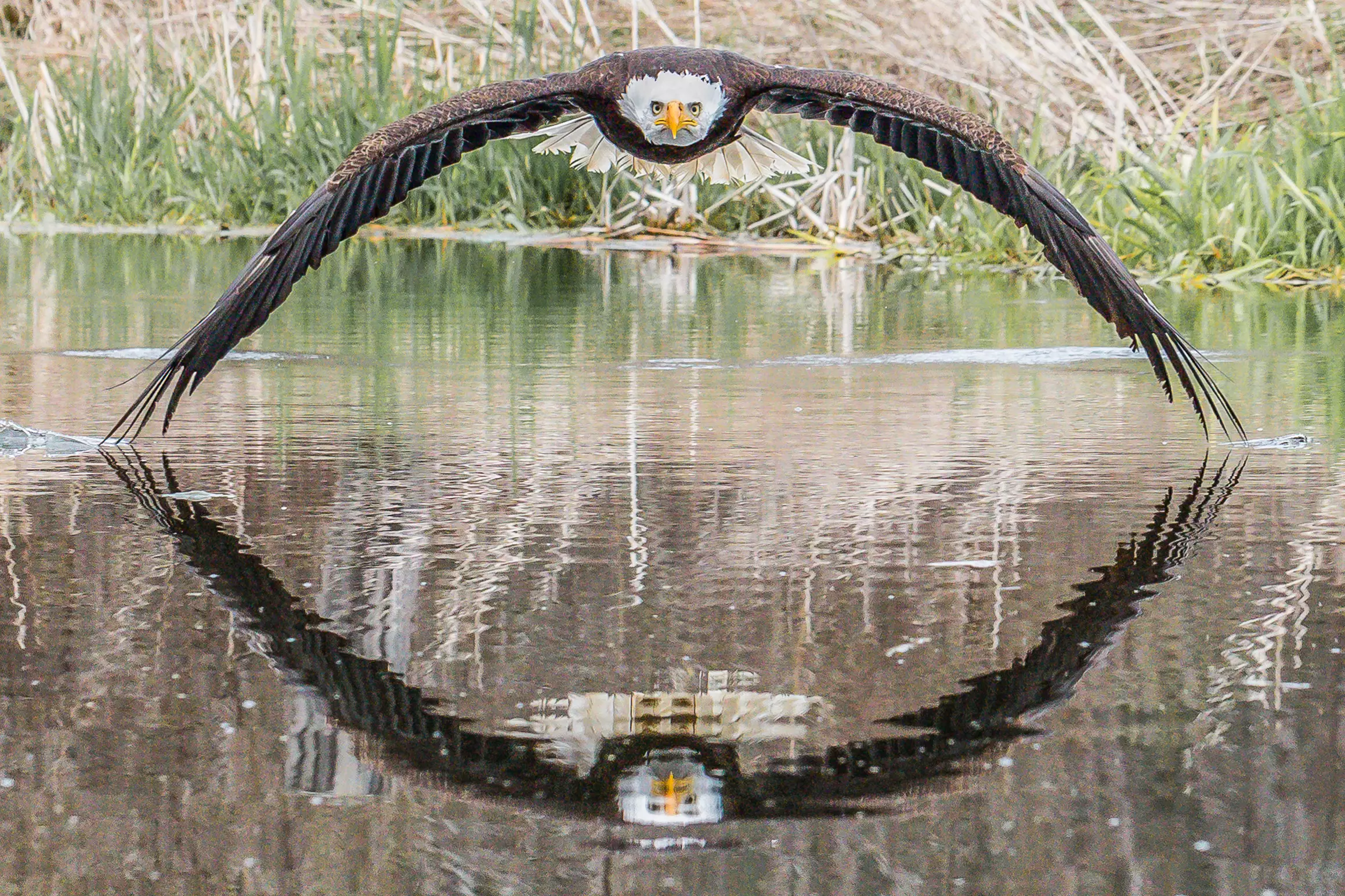 The photographer managed to capture the eagle's picture perfectly.