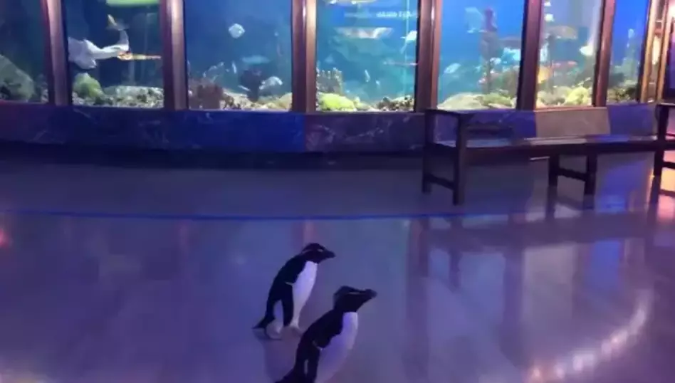 Who'd have thought watching penguins walk around an aquarium could be so pleasing?