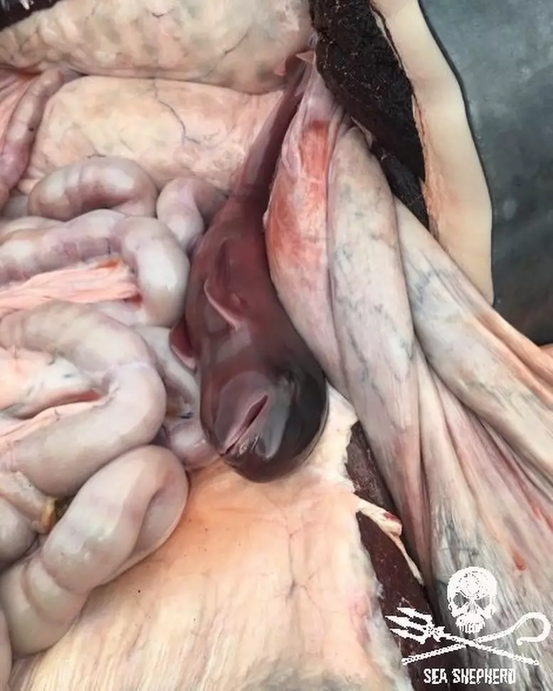 An unborn calf lies in the intestines of its slaughtered mum.
