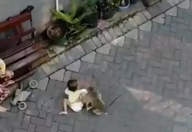 A monkey was caught trying to kidnap a child.