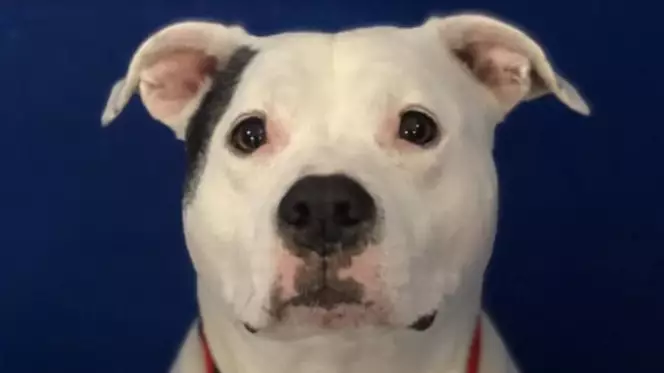 Shelter Seeks Home For Dog Who's Been There For 1,456 Days