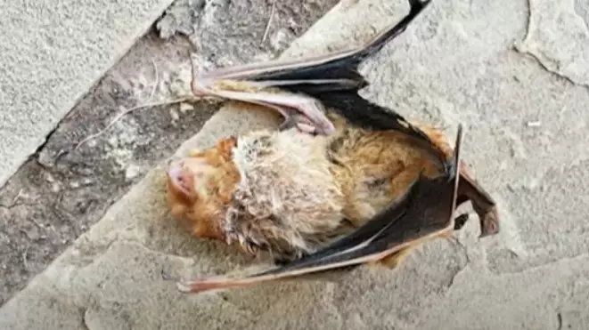 Woman Bitten By Rabid Bat While Sitting On Her Porch