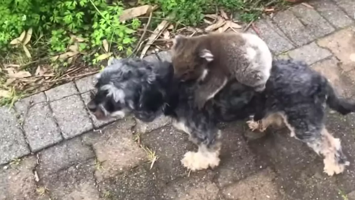 Internet Falls In Love With Baby Koala Riding On The Back Of Miniature Schnauzer